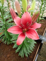 [5019 Tridex No01.JPG]